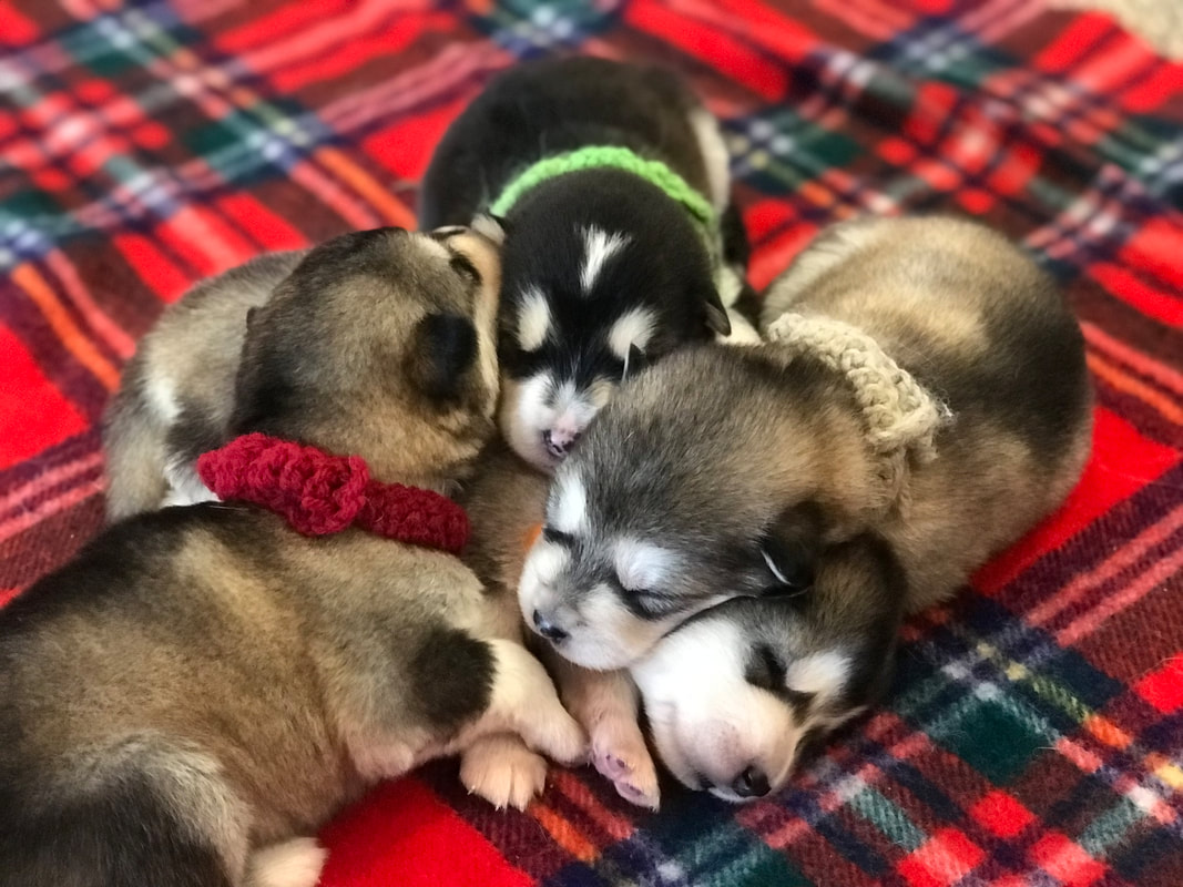 Shila & Shinook May 2019 Puppies KODA'S LEGACY KENNELS
